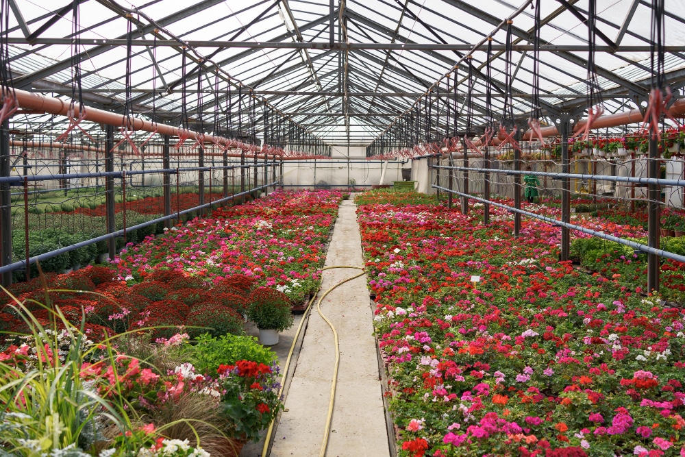 invernadero 3 flores canara
